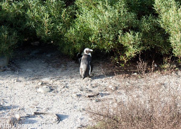Robben-Island 0393