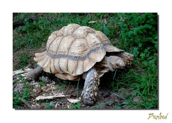 tortue.jpg