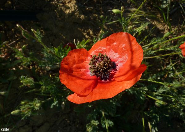 18-mai-2011---fleurs-005-a.jpg