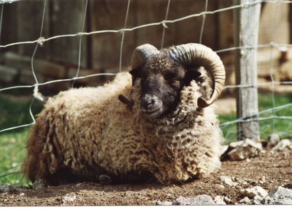 Esprit frappeur - Le Mouton d'Ouessant Elevage des Lutins
