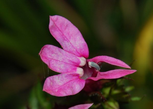 lobelia flamingo DSC 0800