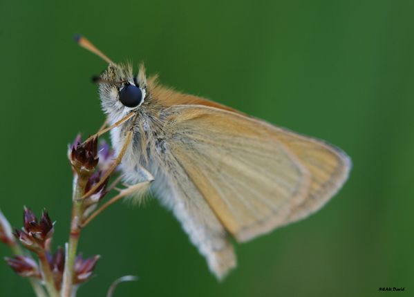 Hespérie du dactyle1
