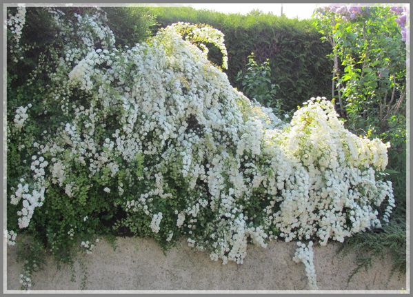 massif fleurs blanches