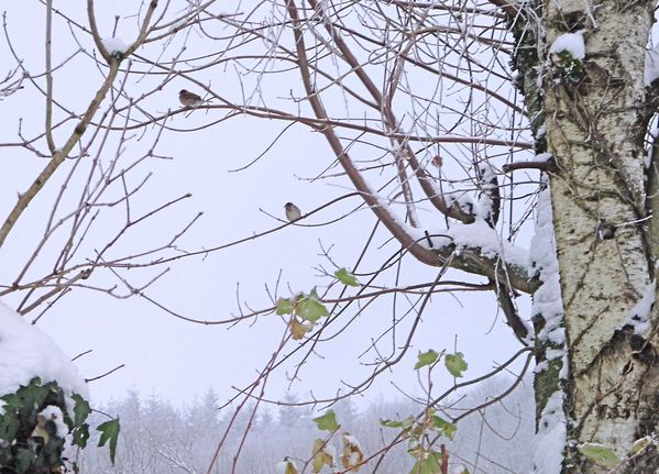 Neige-Limousin-dec-2009 6412