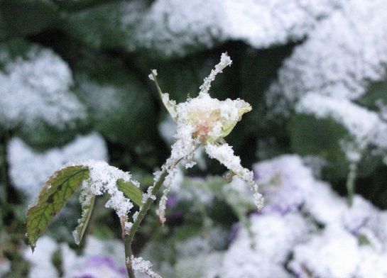 grand-froid-2-015.JPG