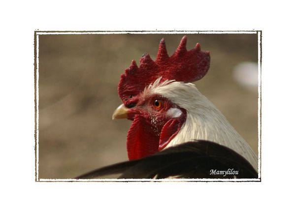 Parc de l'Emprunt 069-2 coq