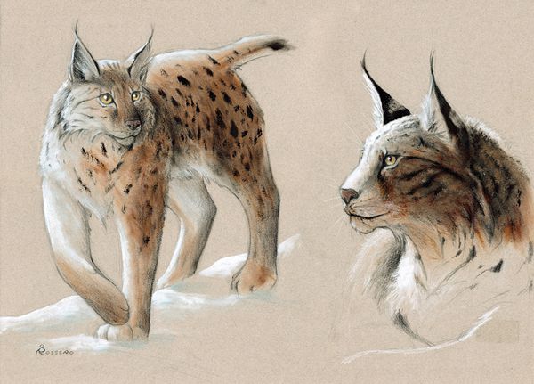 Lynx-blog.jpg
