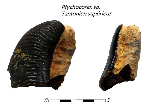 Ptychocorax sp. 3
