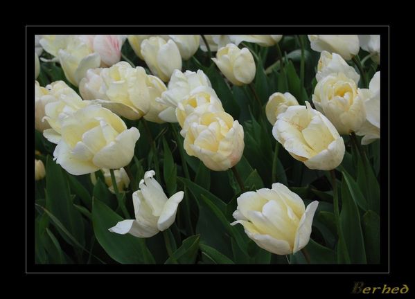 tulipes-blanches.jpg