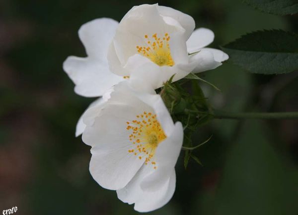 recueil-49-1336.jpg
