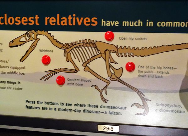 Chicago-Field-Museum-panneau-info-dinosaure.jpg