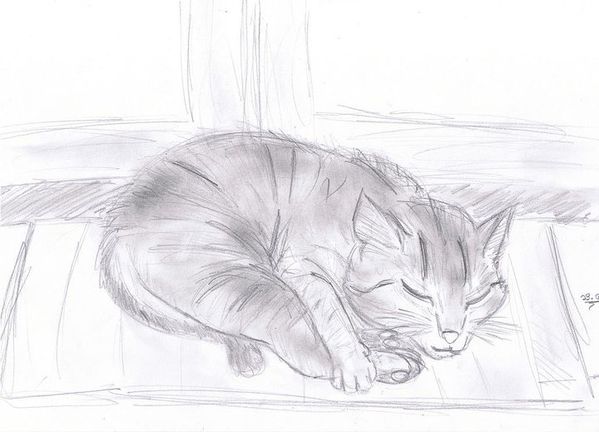 croquis chat