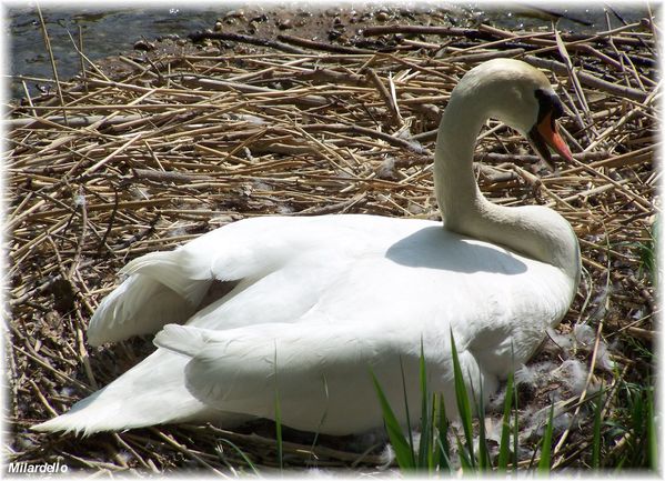 rm-pb-le-nid-du-cygne-5.jpg