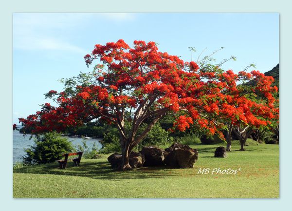 Le Flamboyant Martinique 2011