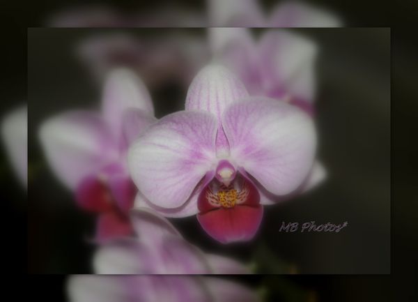 Orchidée Violine