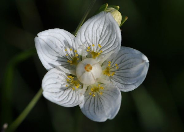 Parnassia palustris 0013 [1024x768]