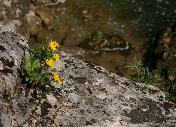 hieracium humile 3