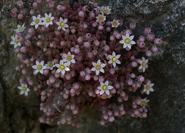 11 Sedum dasyphillum