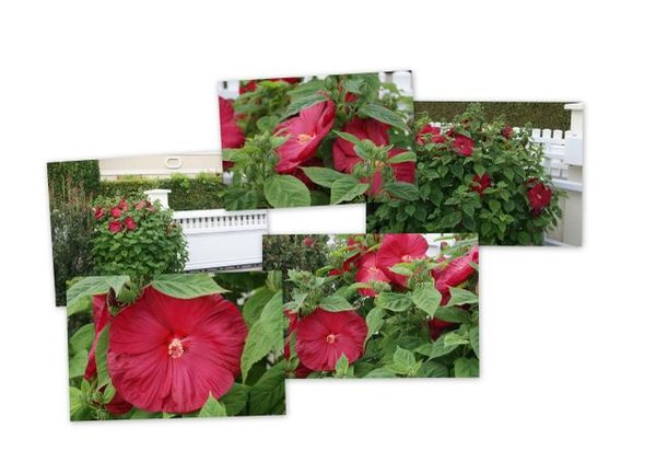 HIBISCUS DES MARAIS JUILLET 2011
