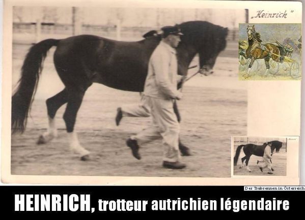 Heinrich--trotteur-autrichien-legendaire-1--copie-1.jpg