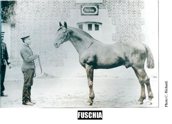 Fuschia-0016.JPG