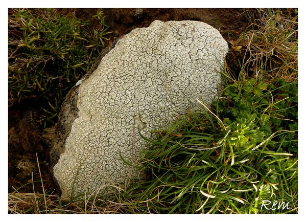 lichen détail