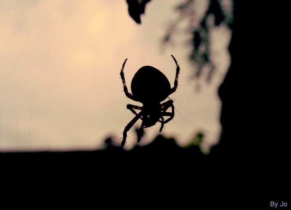 Une araignée (prise en contre jour sur sa toile)