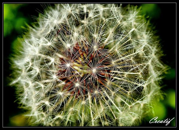 fleurs--fruits---comestibles-v2-1822_fhdr.jpg