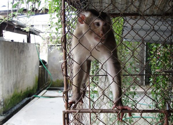 singe-1.JPG
