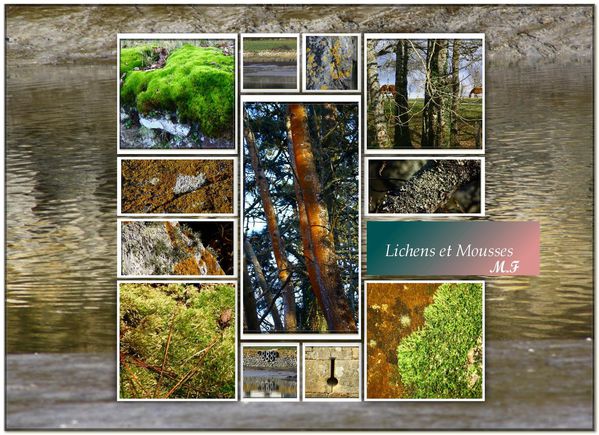 Lichens-et-mousses.jpg