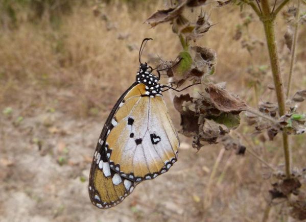 NY-Danaus-chrysippus-Petit-Monarque-africain-Toubacouta-Cl-.jpg