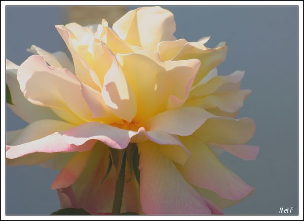macro-photo-1432.JPG