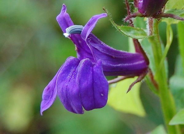 lobelia bleu DSC 0836