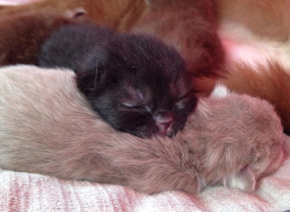 Chatons Scottish Fold et Strainght (157)