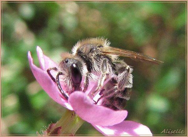 Abeille-sur-Saponaire.jpg