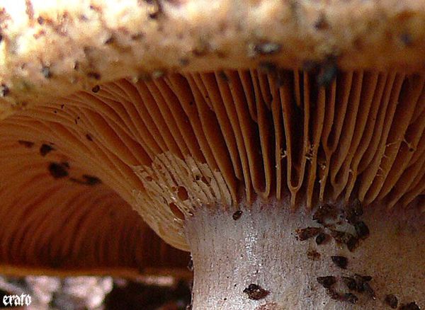champignon-2.jpg