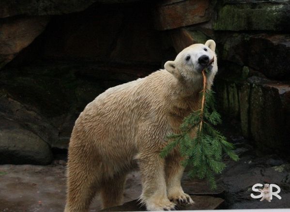 Dezember-2009 9663