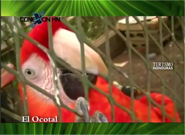 Conexion-HN-Turismo-Honduras-El-Ocotal-1.png