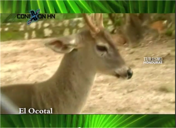 Conexion-HN-Turismo-Honduras-El-Ocotal.png
