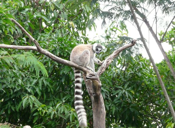345. lemur catta