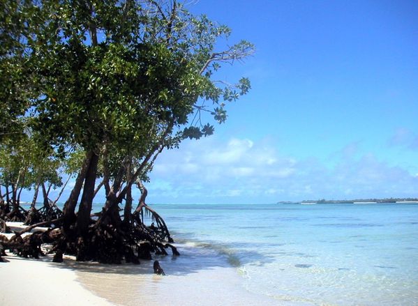 b66plage paletuviers1