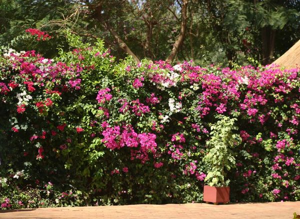 110-Toutes-couleurs-de-bougainvilles-jpg