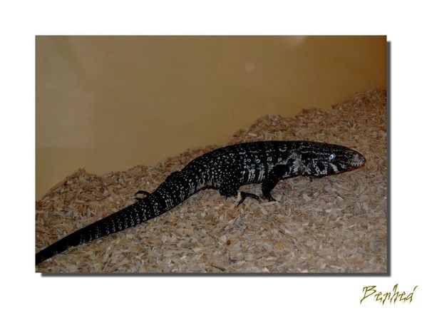 reptile1.jpg