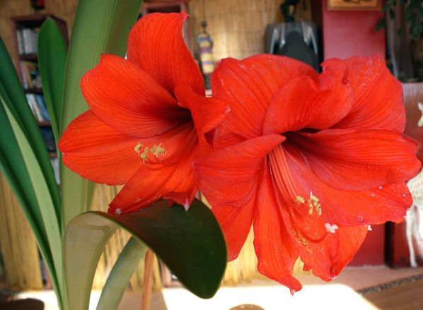 Amaryllis 6937