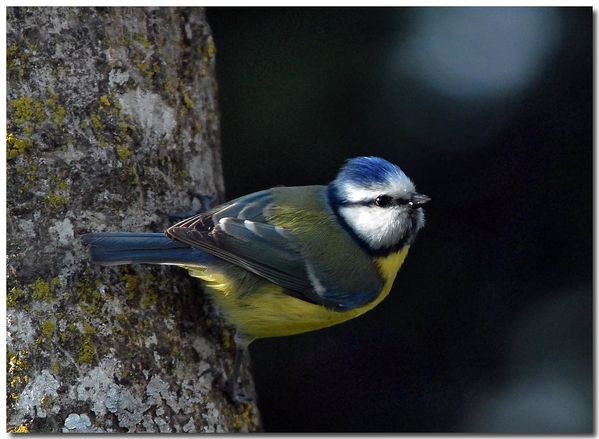 Mésange bleue