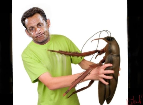 cafards.jpg