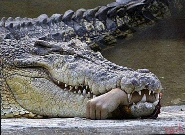 croco.jpg