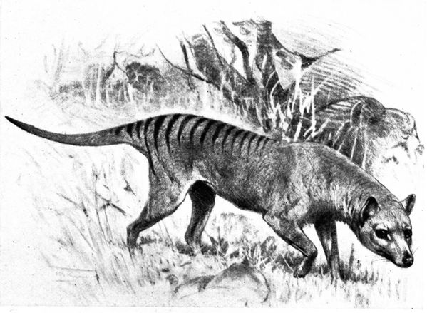 Beutelwolf-drawing.jpg