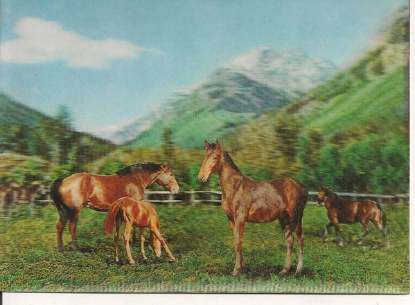 Carte postale préférée Chevaux