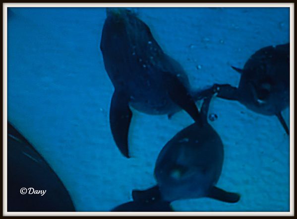 dauphins sous l'eau